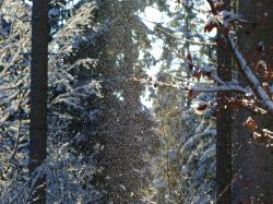 Zu Lichtmess am Samstag, 28. Januar, gibt es eine leichte ökumenische Wanderung aus der Reihe „Nationalpark und Schöpfung“. (Foto: Sabine Bangert/Nationalpark Bayerischer Wald)