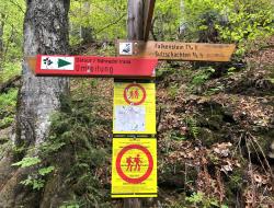 Ab dem 1. Februar führt eine Umleitung über den Sulzschachten zum Großen Falkenstein. Der Weg durch das Höllbachgespreng wird für Wanderer wegen der Brut der Wanderfalken gesperrt. (Foto: Nationalpark Bayerischer Wald)