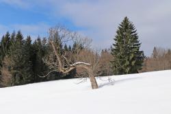 Wie rau das Leben für die Holzhauer früher war erfahren die Teilnehmer der Führung auf den Lindberger Schachten am 4. Februar. (Foto: Nationalpark Bayerischer Wald)