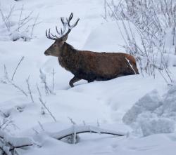 Viele Informationen über Rothirsche gibt’s bei der Führung mit Michael Penn, Berufsjäger des Nationalparks, am 11. Februar. (Foto: Nationalpark Bayerischer Wald)