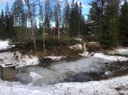 Damit wieder mehr Licht an die Teiche beim Gebäude der Nationalparkdienststelle in Klingenbrunn Bahnhof kommt, wurden Fichten entnommen. (Foto: Nationalpark Bayerischer Wald)