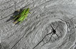 Heuschrecken und Tagfalter sind Thema des wissenschaftlichen Vortrags am 16. Februar mit Dr. Matthias Dolek. (Foto: Karl Klostermann/Nationalpark Bayerischer Wald)