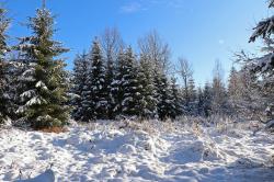 In der wilden Natur des Großen Filzes machen sich die Teilnehmer der Führung am 19. Februar Gedanken über die Natur und das Leben im Nationalpark. (Nationalpark Bayerischer Wald)
