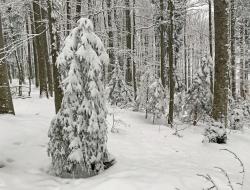 „Winterstille – Wintersegen“ lautet der Titel der leichten und meditativen Wanderung am Samstag, 25. Februar. (Foto: Nationalpark Bayerischer Wald)