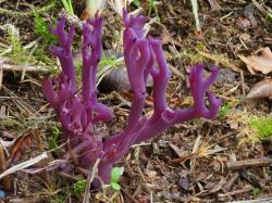 Eine Rarität aus dem Ödland: Die Amethystfarbene Wiesenkoralle. (Foto: Peter Karasch)