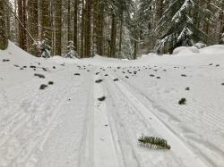 Jedes Tier, wie hier das Eichhörnchen, hinterlässt Spuren anhand denen festgestellt werden kann, wer unterwegs war.  (Foto: Nationalpark Bayerischer Wald)