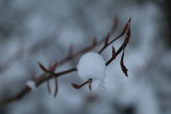 Eine botanische Exkursion gibt’s am Samstag, 11. März. (Foto: Nationalpark Bayerischer Wald)