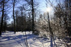 Zum Albrechtschachten führt die Winterwanderung am Sonntag, 19. März. (Foto: Günther Dengler/Nationalpark Bayerischer Wald)