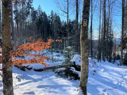 Über den Wanderweg Sauerklee führt die Tour am Sonntag, 26. März, auf den Jährlingschachten. (Foto: Nationalpark Bayerischer Wald)