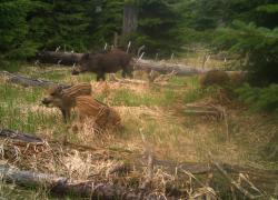 Das Bewegungsmuster von Wildschweinen wird im Nationalpark nicht nur mit Hals-Sendern erforscht, sondern auch mithilfe von automatisch auslösenden Wildtierkameras. (Foto: Nationalpark Bayerischer Wald)