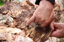 Wie entwickeln sich Wälder nach einem Borkenkäferbefall? Bei der Führung am 13. Mai gibt es darauf Antworten. (Foto: Nationalpark Bayerischer Wald)
