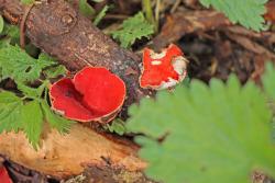 Vom Österreichischen Kelchbecherling gibt es nicht einmal zehn bekannte Fundorte im Bayerischen Wald. Erstmal liegt einer davon auch im Nationalpark.