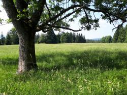 Durch beeindruckende Landschaften wandern die Teilnehmer bei der Tour am 21. Mai nach Fürstenhut. (Foto: Nationalpark Bayerischer Wald)