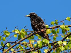 Der Gesang heimischer Singvögel ist Thema der Wanderung mit Nationalpark-Förster Till Clos am Dienstag, 23. Mai. (Foto: Nationalpark Bayerischer Wald)