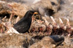 Wildtierkadaver sind wahre Hotspots für die Biodiversität. (Foto: Andreas Rückerl)