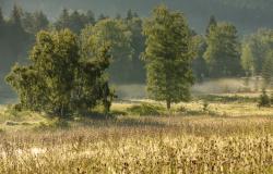 Über Unterlichtbuchet führt die grenzüberschreitende Wanderung am Sonntag, 4. Juni. (Foto: Thomas Michler)