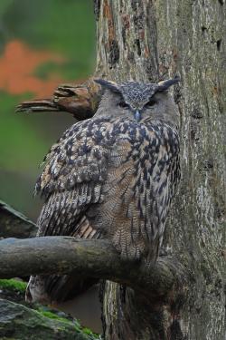 Ein Uhu besucht am 11. Juni den Gartenschau-Stand des Nationalparks. (Foto: Christoph Moning)