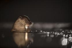 Fotos von Wildtieren in ihrer ganzen Schönheit – wie dieser Fischotter – sind bei der Ausstellung von Berndt Fischer im Haus zur Wildnis zu sehen. (Foto: Berndt Fischer)