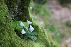 Wem gehört die Natur mit all ihren Arten? Darüber wird am 25. Juni auf der Landesgartenschau philosophiert. (Foto: Nationalpark Bayerischer Wald)