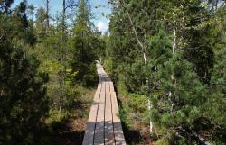 Wissenswertes über Moore gibt’s bei einer Tour durchs Große Filz am 8. Juli. (Foto: Karl Klostermann/Nationalpark Bayerischer Wald)