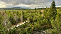 Auch ein Abstecher ins Seefilz steht bei der grenzüberschreitenden Wanderung um 16. Juli auf dem Programm. (Foto: Nationalpark Bayerischer Wald)