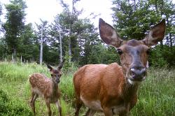 140 Fotofallen liefern im Nationalpark Bayerischer Wald wichtige Daten über die Entwicklung der Huftierpopulation. (Foto: Nationalpark Bayerischer Wald)