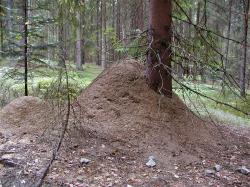 Die unglaubliche Welt der Ameisen ist Thema der Führung am 15. Juli. (Foto: Rainer Pöhlmann / Nationalpark Bayerischer Wald)