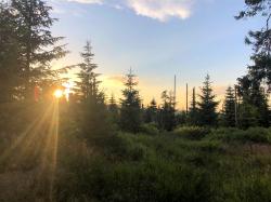 „Das Geheimnis vom Wünschewald“ wird am Sonntag, 16. Juli, auf der Landesgartenschau gelüftet. (Foto: Nationalpark Bayerischer Wald)