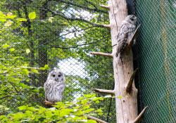 Im April waren im Tier-Freigelände Neuschönau zwei Habichtskäuze geschlüpft. Im Rahmen eines Wiederansiedelungsprojektes im nordöstlichen Bayern sollen die Jungtiere nun ausgewildert werden. (Foto: Nationalpark Bayerischer Wald)