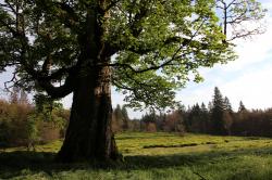 Bei der Führung am 22. Juli dreht sich alles um Bäume. (Foto: Karl Klostermanm/Nationalpark Bayerischer Wald)