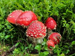 Die Farben der Pilzwelt beleuchtet Tanja Major am 23. Juli auf der Landesgartenschau. (Foto: Nationalpark Bayerischer Wald)