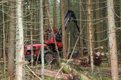 Auch das Borkenkäfermanagement ist Thema der Führung am 29. Juli. (Foto: Nationalpark Bayerischer Wald)