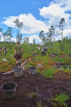 Auch auf bayerische Seite der grenzenlosen Wildnis wurden schon zahlreiche Moore renaturiert. (Foto: Luca Michels/Nationalpark Bayerischer Wald)