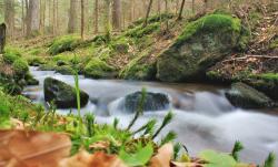 Wilden Wassern folgt die Gruppe bei der grenzüberschreitenden Wanderung am Sonntag, 6. August. (Foto: Oliver Knox / Nationalpark Bayerischer Wald)