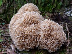 Spannende Fakten über Pilz gibt’s bei der Exkursion auf der Landesgartenschau am 6. August. (Foto: Heinrich Holzer / Nationalpark Bayerischer Wald)
