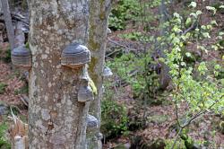 Der Zunderschwamm zählt zu den typischen Holzbewohnern im Nationalpark Bayerischer Wald. (Foto: Nationalpark Bayerischer Wald)