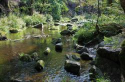 „Wasser des Lebens“ lautet das Motto der Tour durch die wildromantische Steinklamm am 10. August. (Foto: Karl Klostermann/Nationalpark Bayerischer Wald)