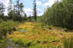 Hochmoore, wie das Finsterauer Filz, sind für die Biodiversität von besonderem Wert. (Foto: Nationalpark Bayerischer Wald)