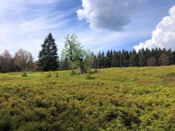 Der Lindberger Schachten ist der erste Höhepunkt der Tour. (Foto: Nationalpark Bayerischer Wald)