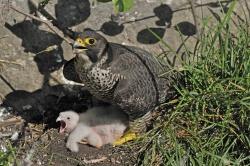 Damit die Wanderfalken unterhalb des Großen Falkensteins ungestört ihre Jungen aufziehen können, wir der Weg durchs Höllbachgespreng vorläufig gesperrt. (Foto: Michael Göggelmann)