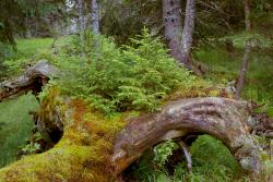 Werden und Vergehen lautet das Motto einer meditativen Wanderung auf dem Seelensteig am 22. August. (Foto: Nationalpark Bayerischer Wald)