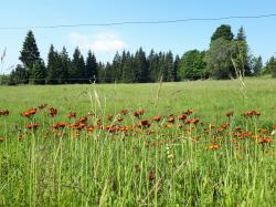 Viele Informationen zum Nationalpark Šumava gibt es bei einer Wanderung mit Martin Starý am 26. August. (Foto: Nationalpark Bayerischer Wald)
