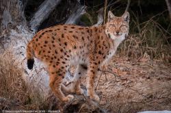 Infos zum Luchs gibt es am 27. August auf der Landesgartenschau.  (Foto: Andreas Rückerl)