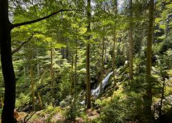 Zum Wasserfall Bílá Strž, dem höchsten Wasserfall im Böhmerwald, führt die Radtour am 27. August. (Foto: Nationalpark Bayerischer Wald)
