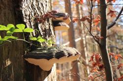 „Wald.Weite.Kunterbunt“ lautet das diesjährige Motto am ökumenischen „Tag der Schöpfung“. (Foto: Nationalpark Bayerischer Wald)