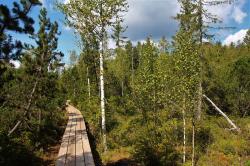 Eine spannende Entdeckungsreise durch das Große Filz gibt’s am Samstag, 9. September (Foto: Karl Klostermann/Nationalpark Bayerischer Wald)
