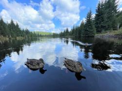 Vorbei an der zur Holztrifft errichteten Rechbachklause führt die Wanderung am 8. Oktober.  (Foto: Nationalpark Bayerischer Wald)