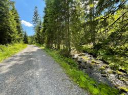 Urtümliche Natur erleben die Teilnehmer der Wanderung am 22. Oktober. (Foto: Nationalpark Bayerischer Wald)