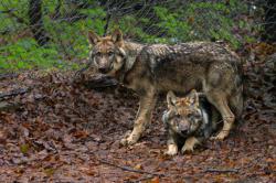 Über drei Wochen lang konnten sich die beiden jungen Wolfsrüden hinter den Kulissen des Tier-Freigeländes eingewöhnen. Nun durften sie ins große Hauptgehege. (Foto: Christoph Wagner / Nationalpark Bayerischer Wald)