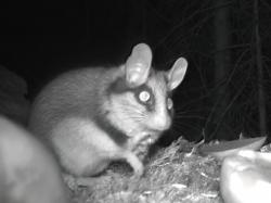 Jahrzehnte lang war der Gartenschläfer verschollen, nun hat ihn eine Wildtierkamera erstmals wieder nachgewiesen. (Foto: Nationalpark Bayerischer Wald)